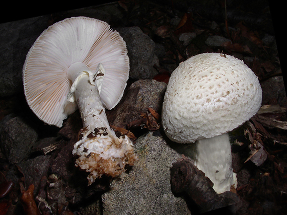 muchotrávka Vittadiniho Amanita vittadinii (Moretti) Vittad.