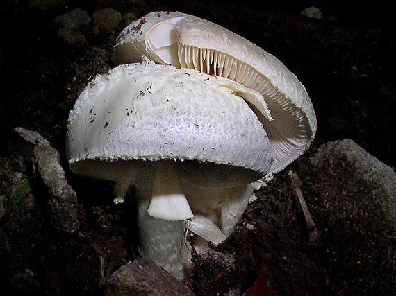 muchotrávka Vittadiniho Amanita vittadinii (Moretti) Vittad.