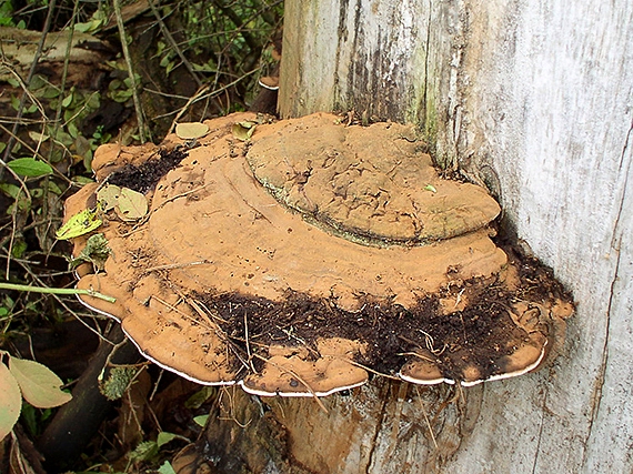 lesklokôrovka plochá Ganoderma applanatum (Pers.) Pat.