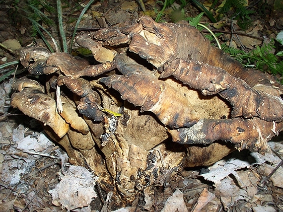 vejárovec obrovský Meripilus giganteus (Pers.) P. Karst.