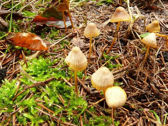 helmovka zlatobřitá - Prilbička oranžovoobrúbená Mycena aurantiomarginata  (Fr.) Quél.