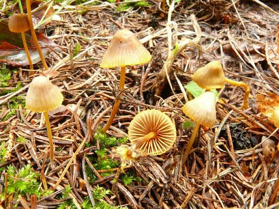 helmovka zlatobřitá - Prilbička oranžovoobrúbená Mycena aurantiomarginata  (Fr.) Quél.