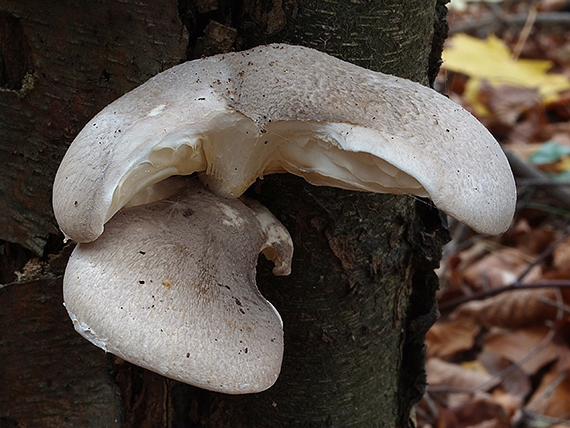 hliva dubová Pleurotus dryinus (Pers.) P. Kumm.