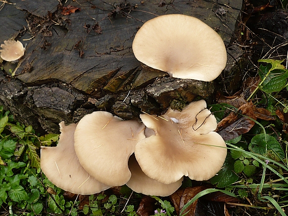 hliva ustricovitá Pleurotus ostreatus (Jacq.) P. Kumm.