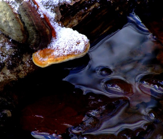 práchnovec kopytovitý Fomes fomentarius (L.) J.J. Kickx