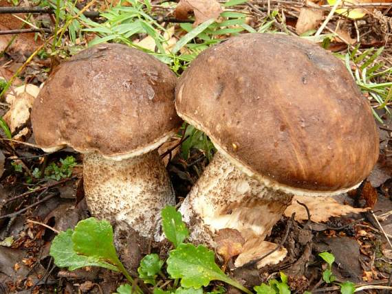 kozák březový - Kozák brezový Leccinum scabrum  (Bull.) Gray