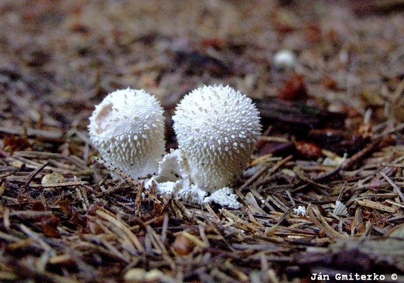 prášnica bradavičnatá Lycoperdon perlatum Pers.