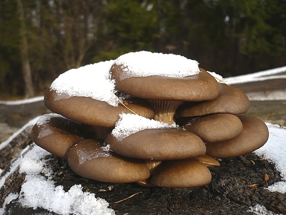 hliva ustricovitá Pleurotus ostreatus (Jacq.) P. Kumm.