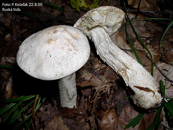 kozák biely Leccinum holopus (Rostk.) Watling