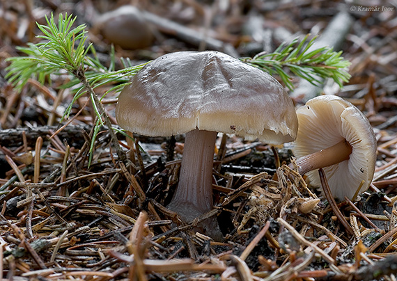 peniazovka maslová Rhodocollybia butyracea (Bull.) Lennox