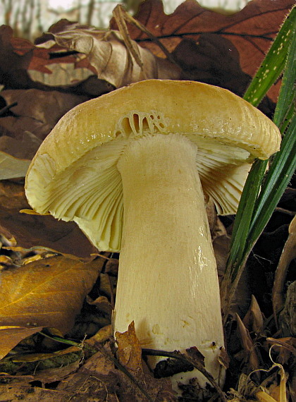 plávka žlčová Russula fellea (Fr.) Fr.