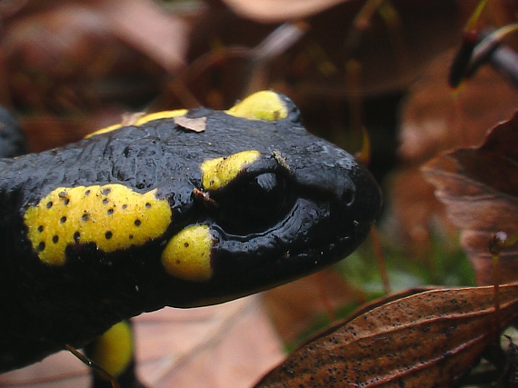 salamandra škvrnitá  Salamandra salamandra