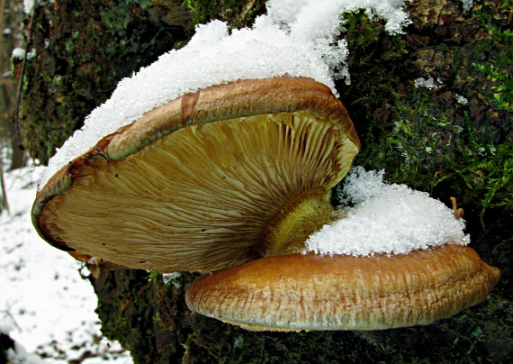 pňovka neskorá Sarcomyxa serotina (Pers.) P. Karst.