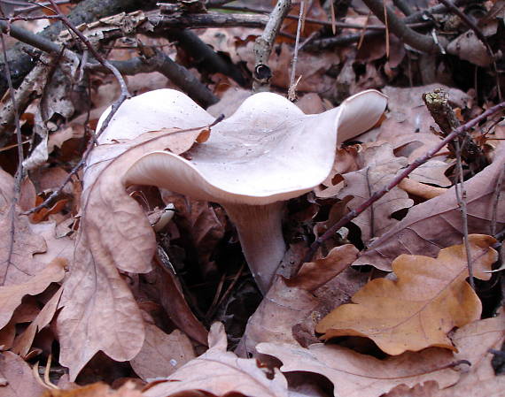 strmuľka inovaťová - Strmělka mlženka Clitocybe nebularis (Batsch) P. Kumm.