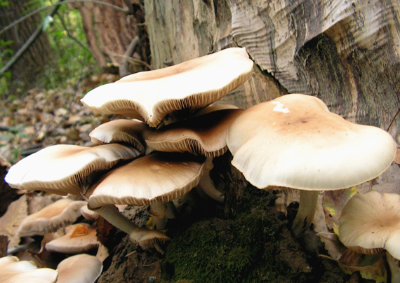 poľnička topoľová Cyclocybe cylindracea (DC.) Vizzini & Angelini