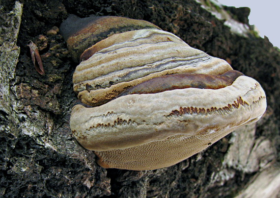 práchnovec kopytovitý Fomes fomentarius (L.) J.J. Kickx