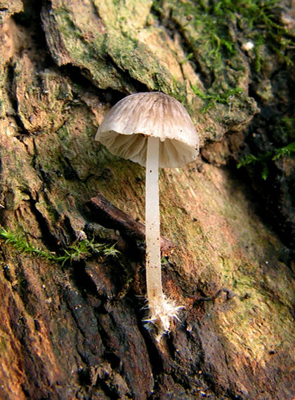 prilbička Mycena sp.