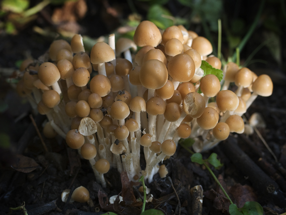 drobuľka trsovitá Psathyrella multipedata (Peck) A.H. Sm.