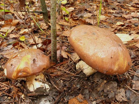 klouzek obecný - Masliak obyčajný Suillus luteus  (L.) Roussel