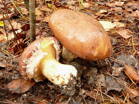 klouzek obecný - Masliak obyčajný Suillus luteus  (L.) Roussel