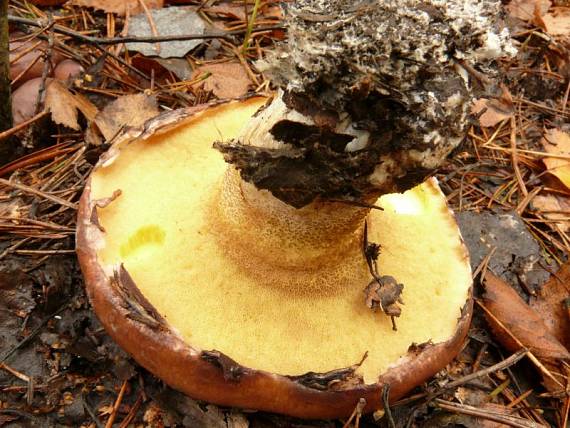 klouzek obecný - Masliak obyčajný Suillus luteus  (L.) Roussel