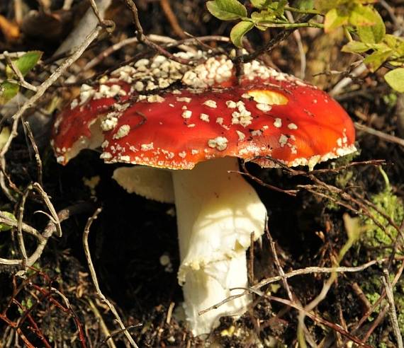 muchotrávka červená AMANITA MUSCARIA (L.) Lam.