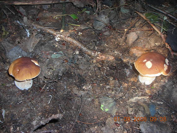 hríby smrekové Boletus edulis Bull.