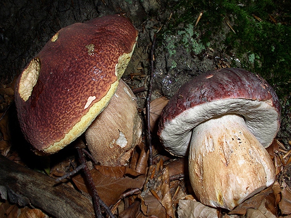 hríb sosnový Boletus pinophilus Pil. et Dermek in Pil.