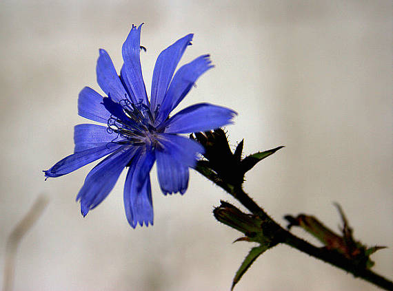 čakanka obyčajná Cichorium intybus L.