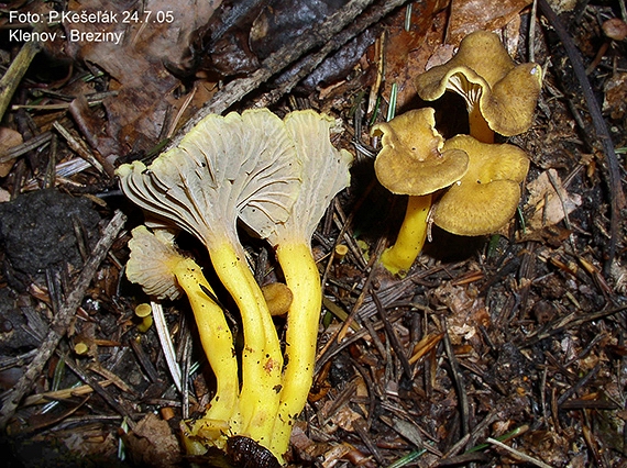 kuriatko lievikovité Craterellus tubaeformis (Fr.) Quél.