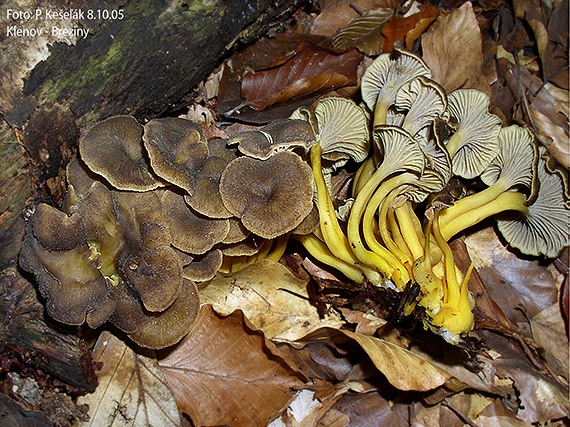 kuriatko lievikovité Craterellus tubaeformis (Fr.) Quél.