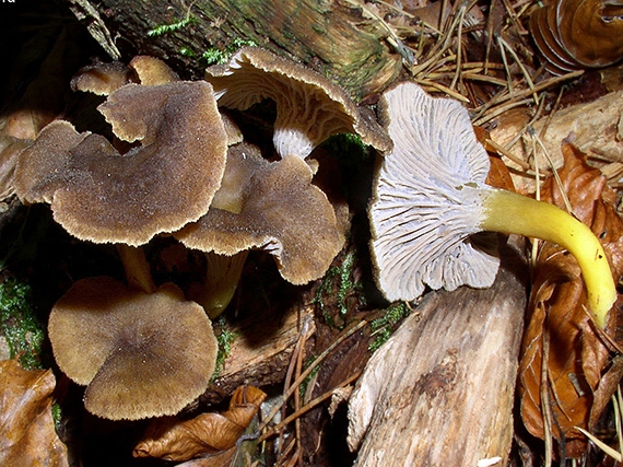 kuriatko lievikovité Craterellus tubaeformis (Fr.) Quél.