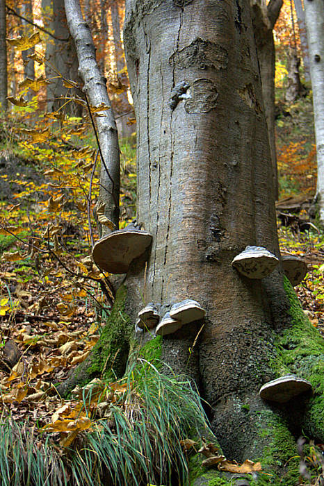 práchnovec kopytovitý Fomes fomentarius (L.) J.J. Kickx