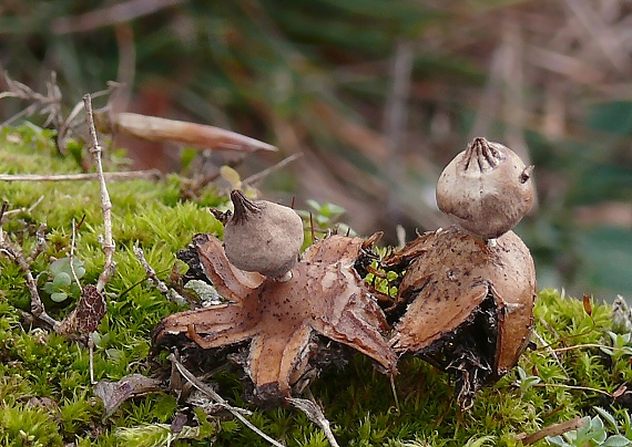 hviezdovka Schmidelova Geastrum schmidelii Vittad.