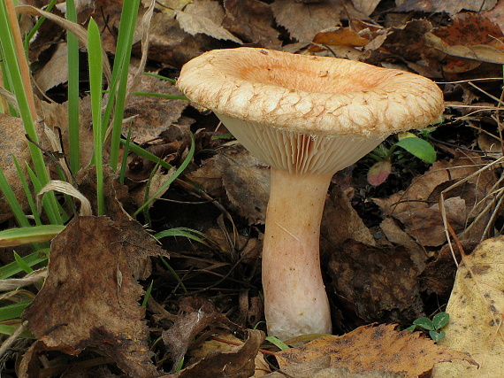 rýdzik Lactarius sp.