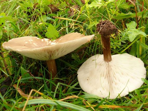 tmavuľka žltohnedá Melanoleuca cognata (Fr.) Konrad & Maubl.