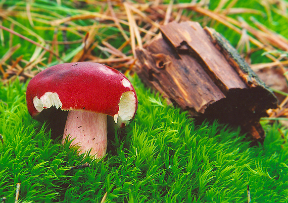 plávka vínovočervená Russula xerampelina (Schaeff.) Fr.