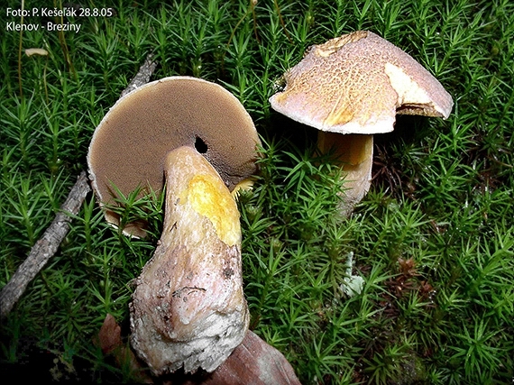 masliak strakatý Suillus variegatus (Sw.) Kuntze