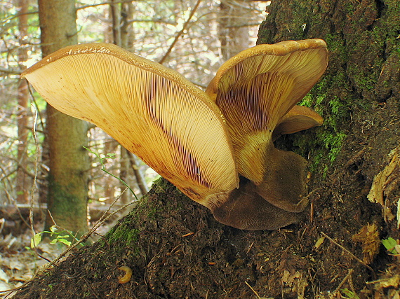 čechračka tmavohlúbiková Tapinella atrotomentosa (Batsch) Šutara