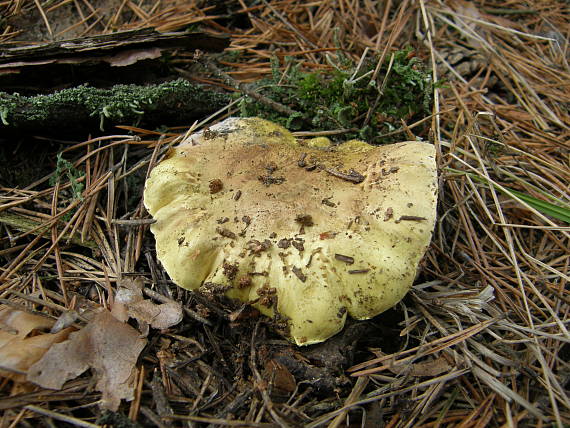 čírovka zelenkastá Tricholoma equestre (L.) P. Kumm.