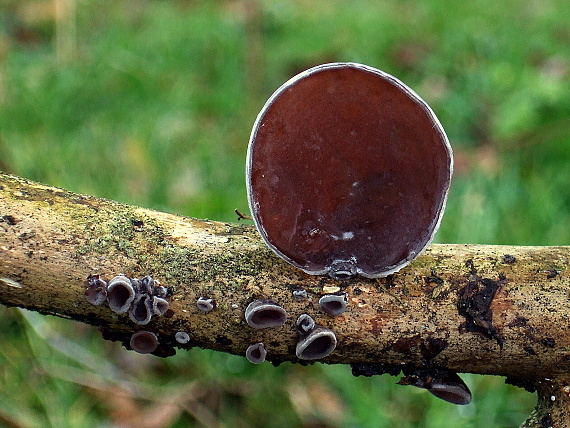 uchovec bazový Auricularia auricula-judae (Bull.) Quél.