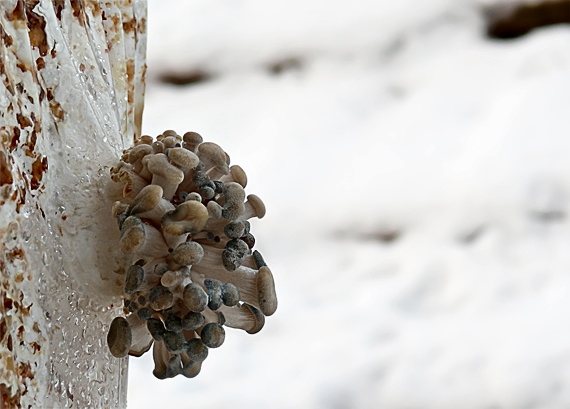 hliva ustricovitá  Pleurotus ostreatus (Jacq.) P. Kumm.