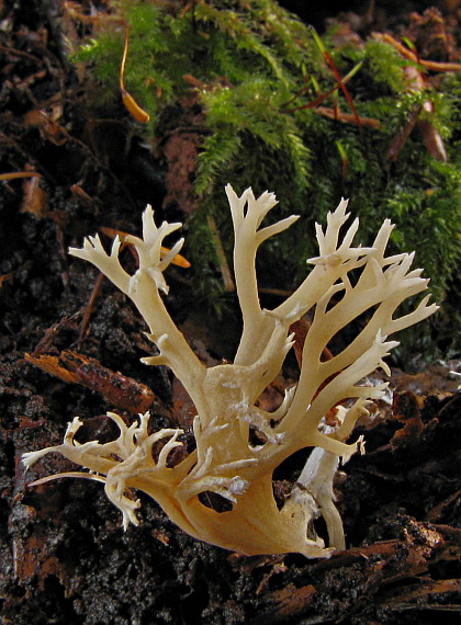 konárovka hrebenitá Clavulina coralloides (L.) J. Schröt.