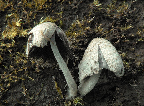 hnojník ovinutý Coprinopsis laanii (Kits van Wav.) Redhead, Vilgalys & Moncalvo