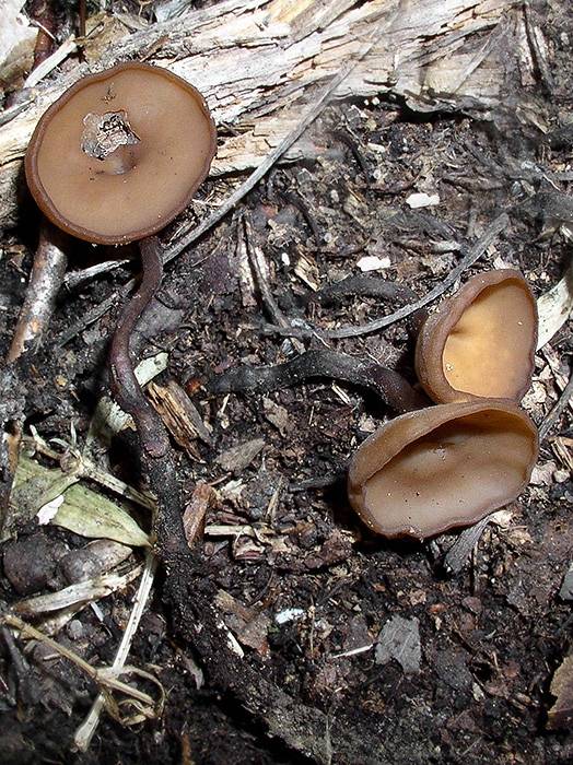 hľuznatka veternicová Dumontinia tuberosa (Bull.) L.M. Kohn