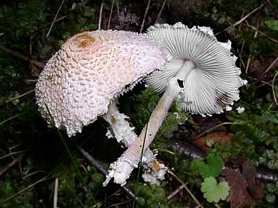 bedlička vlnatá Lepiota clypeolaria (Bull.) P. Kumm.