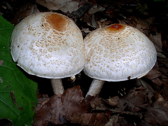 bedlička páchnúca Lepiota cristata Barla