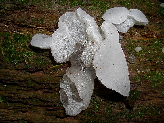 pajelenka želatínová Pseudohydnum gelatinosum (Scop.) P. Karst.