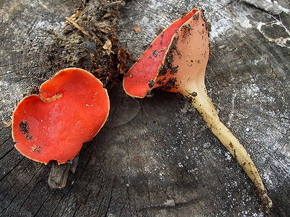 ohnivec šarlátový Sarcoscypha coccinea (Gray) Boud.