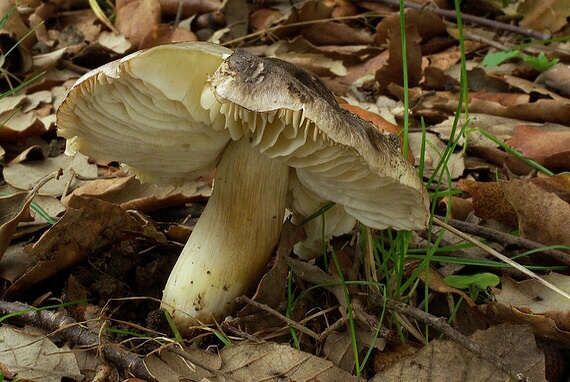 čírovka sivá Tricholoma portentosum (Fr.) Quél.